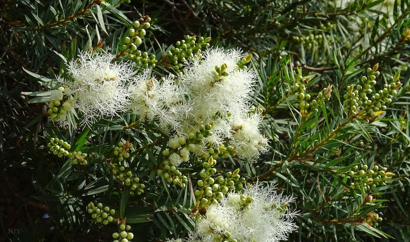 Чайное дерево Melaleuca alternifolia