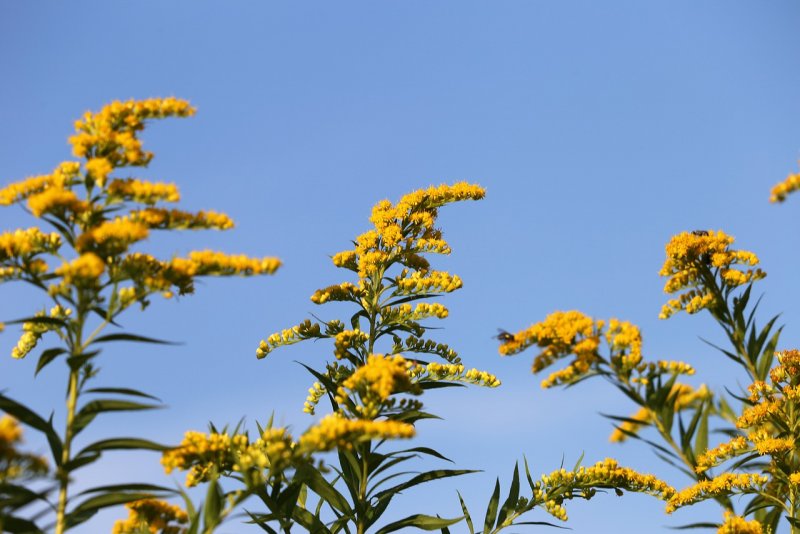 Золотарник канадский (Solidago canadensis l.)