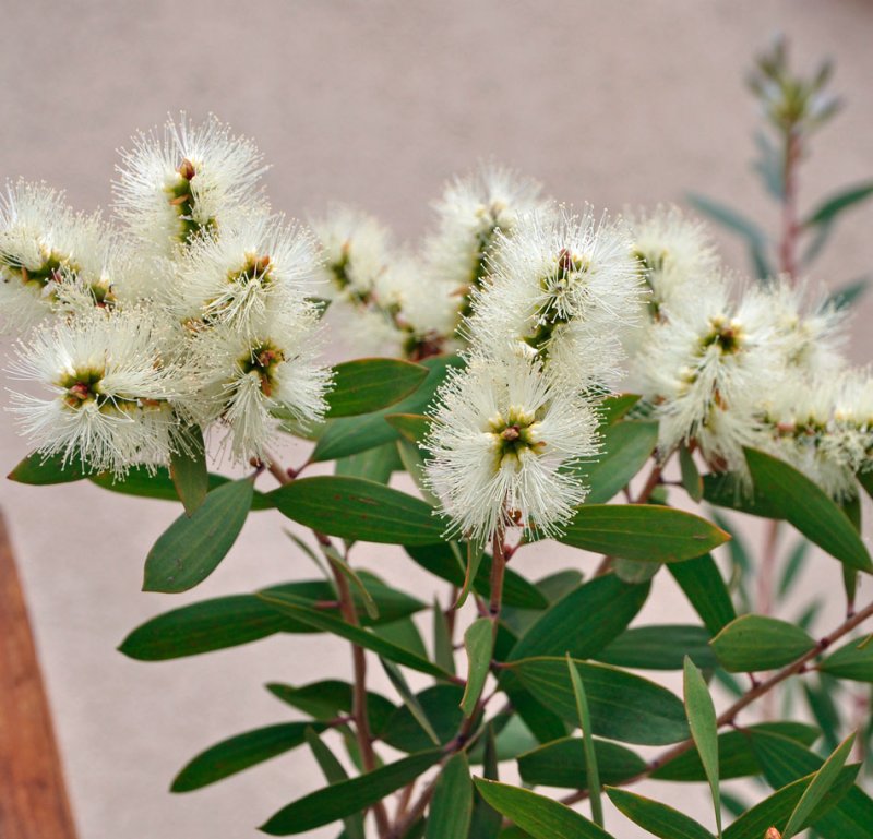 Melaleuca quinquenervia