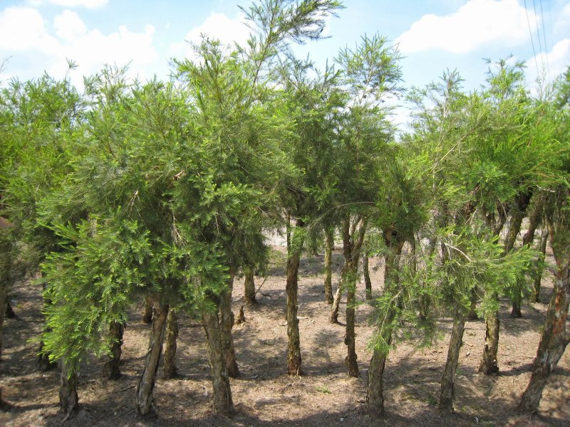 Melaleuca alternifolia дерево
