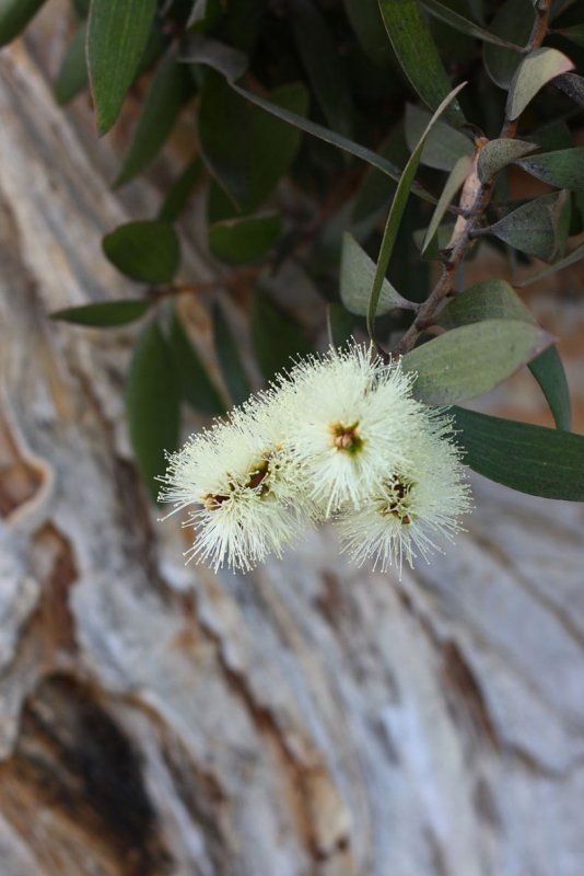 Camellia sinensis Leaf extract