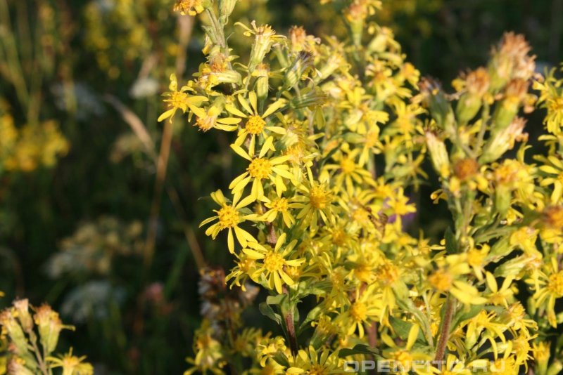 Rockey Goldenrod