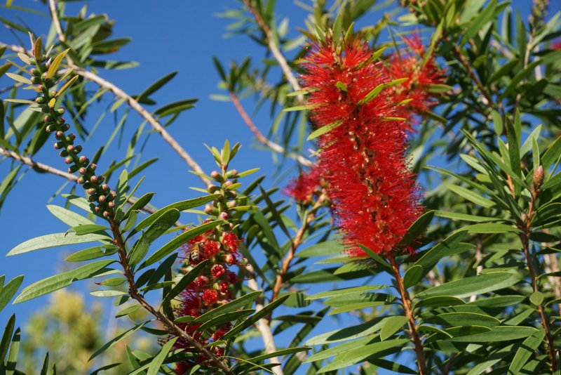 Камелия sinensis