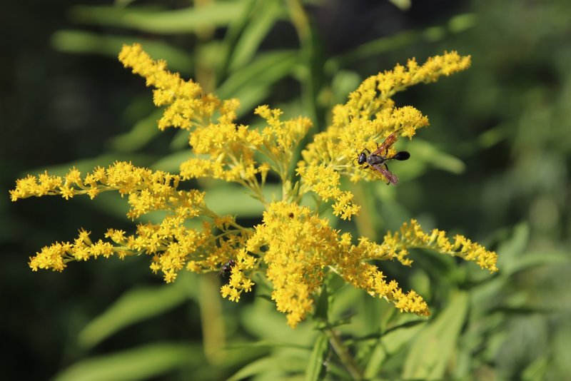 Золотарник гигантский (Solidago gigantea ait.), коноплю посевную