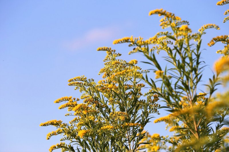 Золотарник канадский (Solidago canadensis)