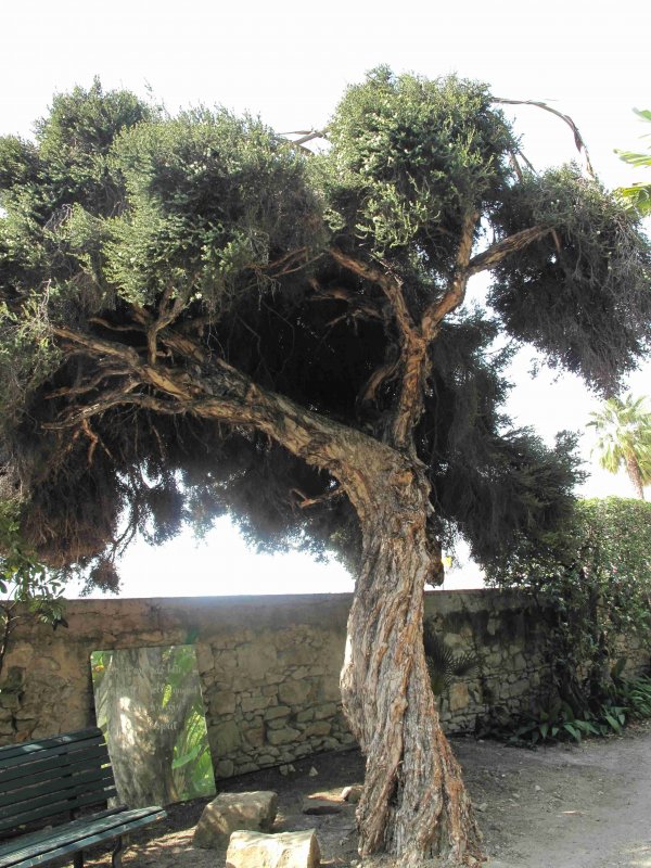 Melaleuca alternifolia листья