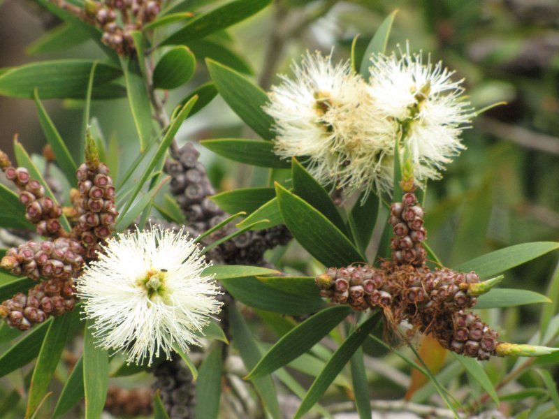 Чайное дерево цветы Melaleuca