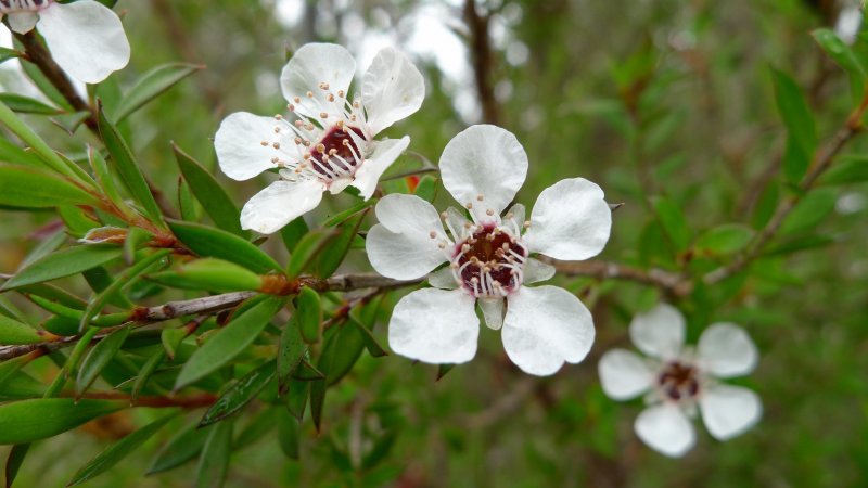 Leptospermum citratum