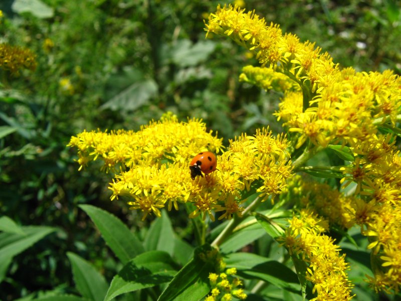 Золотарник (Citronella)