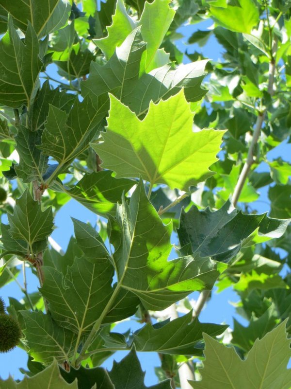 Platanus × acerifolia