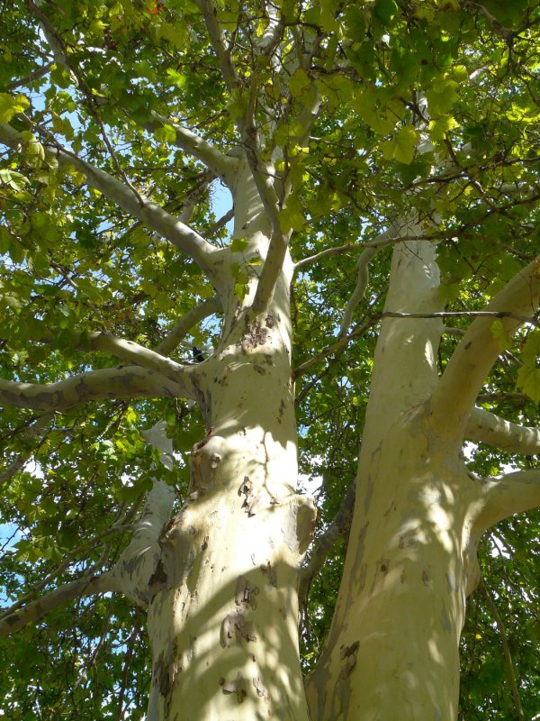Platanus × acerifolia