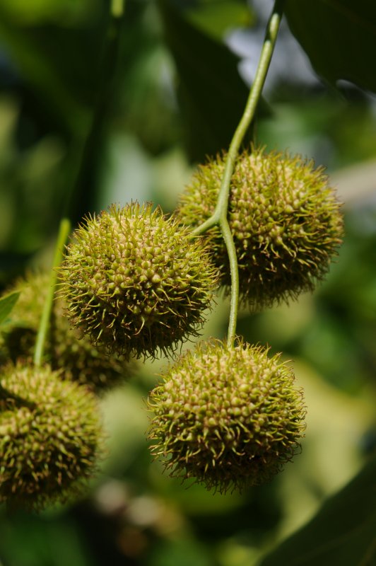 Платан acerifolia