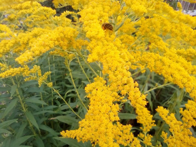 Золотарник канадский (Solidago canadensis)