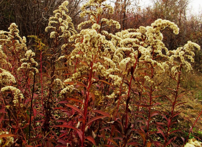 Золотарник (Solidago) Goldkind