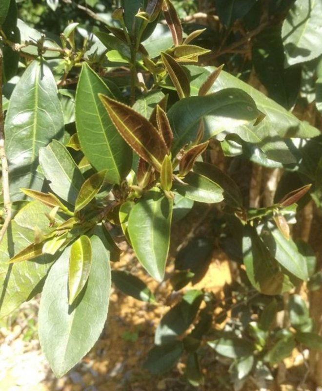 Melaleuca linariifolia мелалеука
