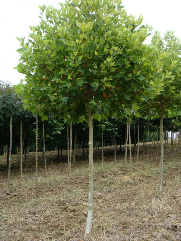 Platanus × acerifolia