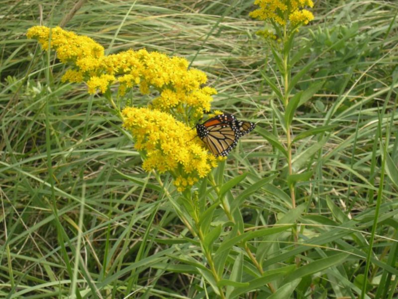 Солидаго скученый (Solidago glomerata `Goldkind`)