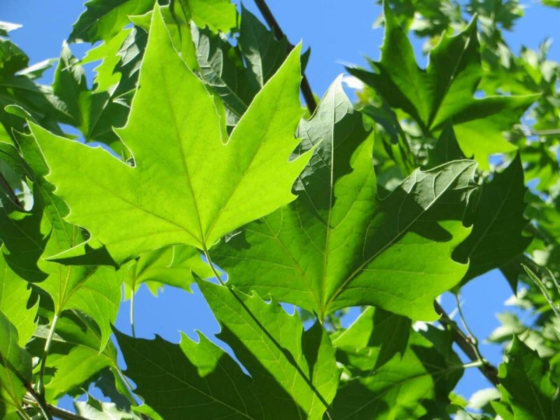 Платан кленолистный Platanus acerifolia