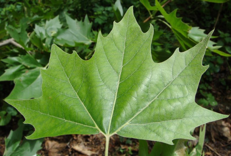 Платан Восточный Platanus