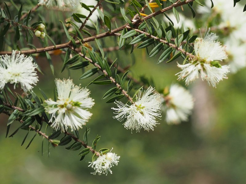 Melaleuca quinquenervia