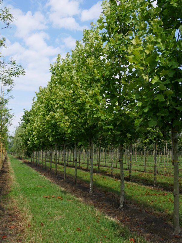 Platanus hispanica acerifolia
