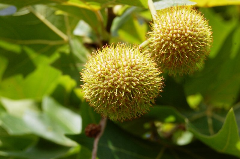 Платан Восточный (Platanus orientalis)