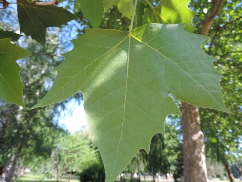Platanus × acerifolia