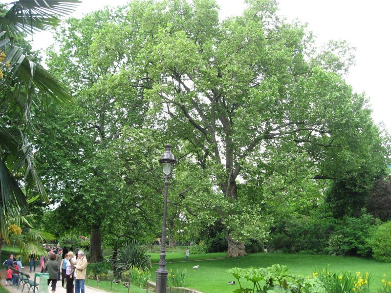 Платан кленолистный