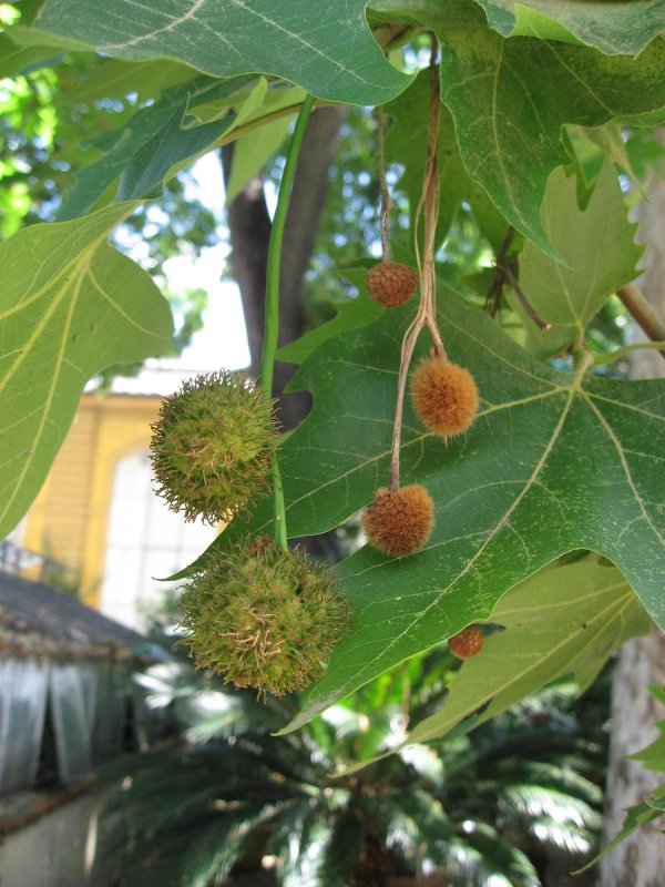 Платан клёнолистный (Platanus acerifolia)