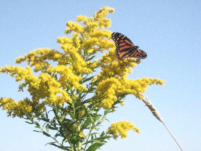 Ouachita Mountain Goldenrod