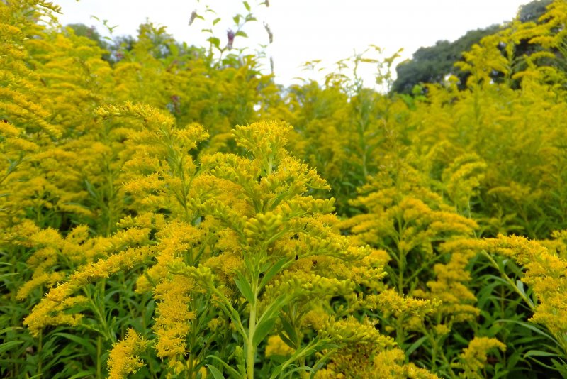 Solidago gigantea