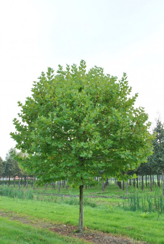 Platanus hispanica