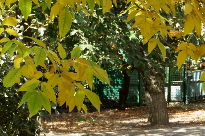 Платан кленолистный красавец