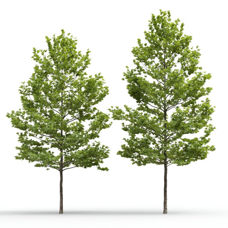 Platanus in varita