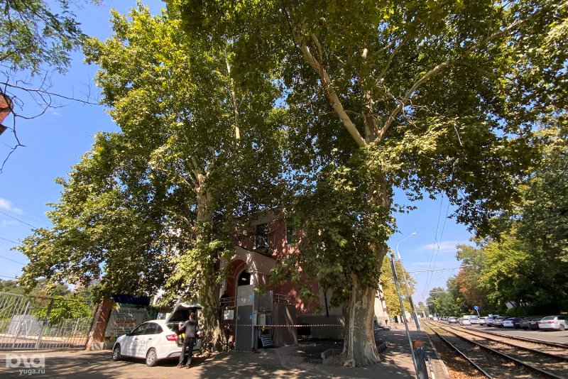 Platanus orientalis