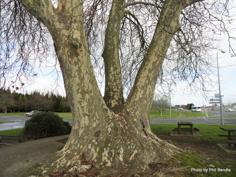 Платан Восточный Platanus