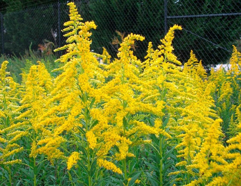 Золотарник канадский (Solidago canadensis)
