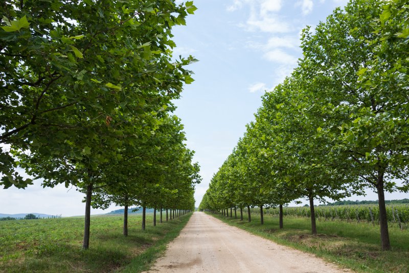Платан Западный (американский) (Platanus occidentalis)
