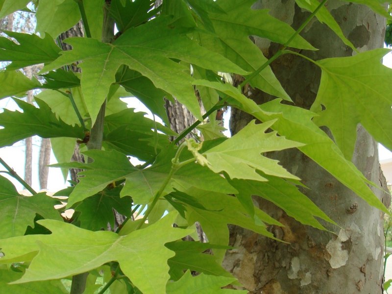 Platanus orientalis