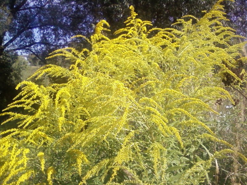 Rockey Goldenrod