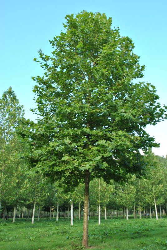 Platanus occidentalis (Платан)