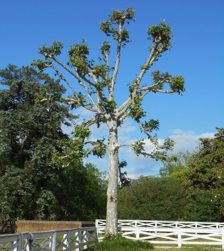 Platanus kerrii