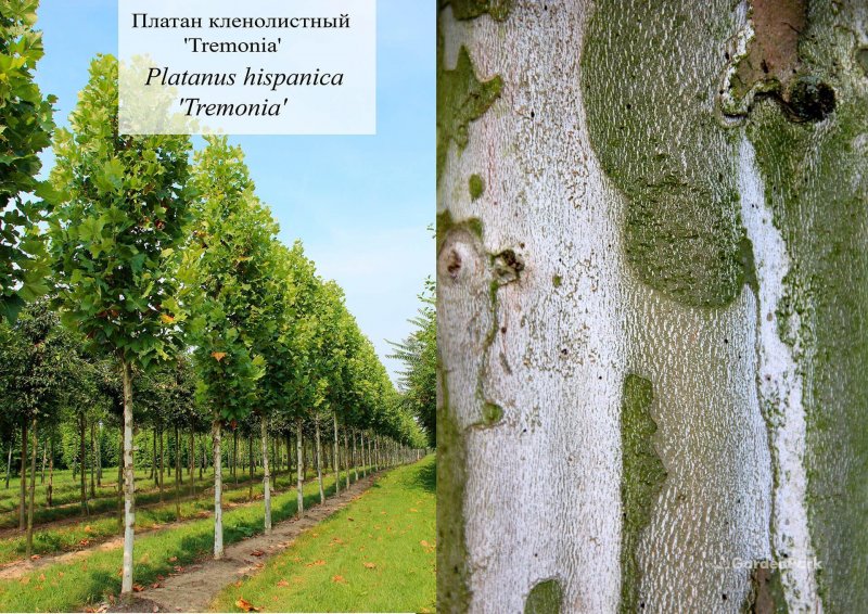 Платан кленолистный Колумбия