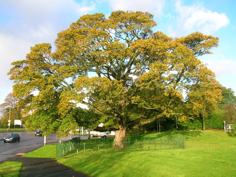 Platanus acerifolia аллергия