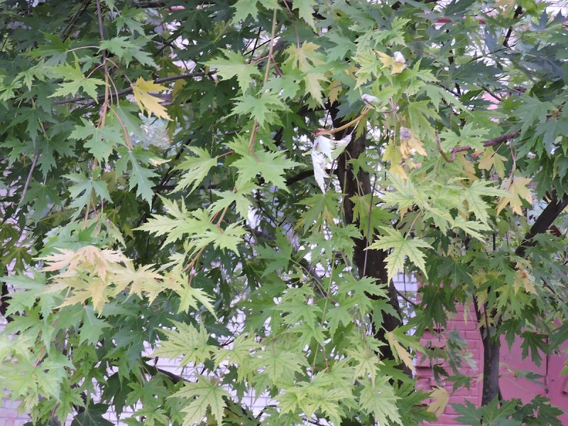 Платан кленолистный Platanus acerifolia