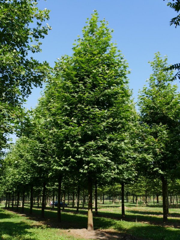 Платан Восточный Platanus