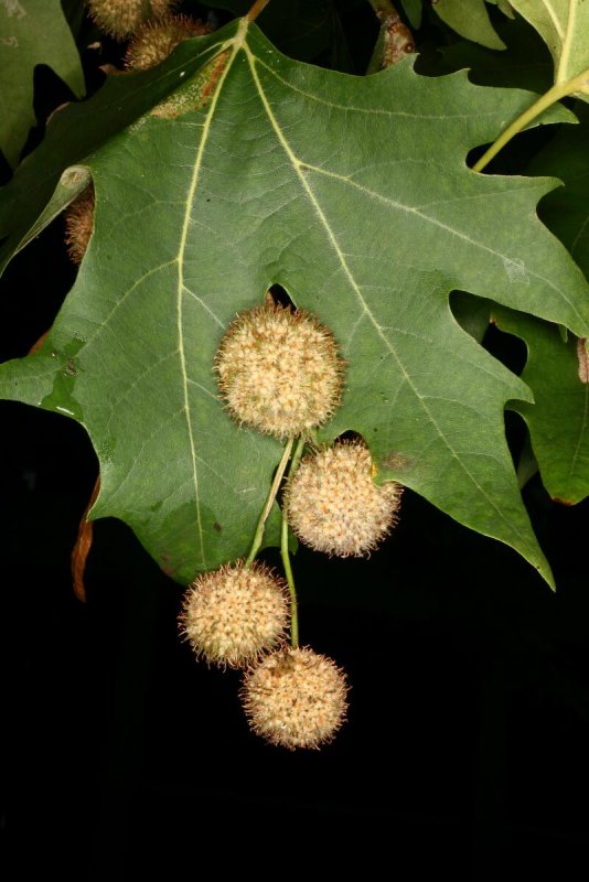 Platanus hispanica acerifolia