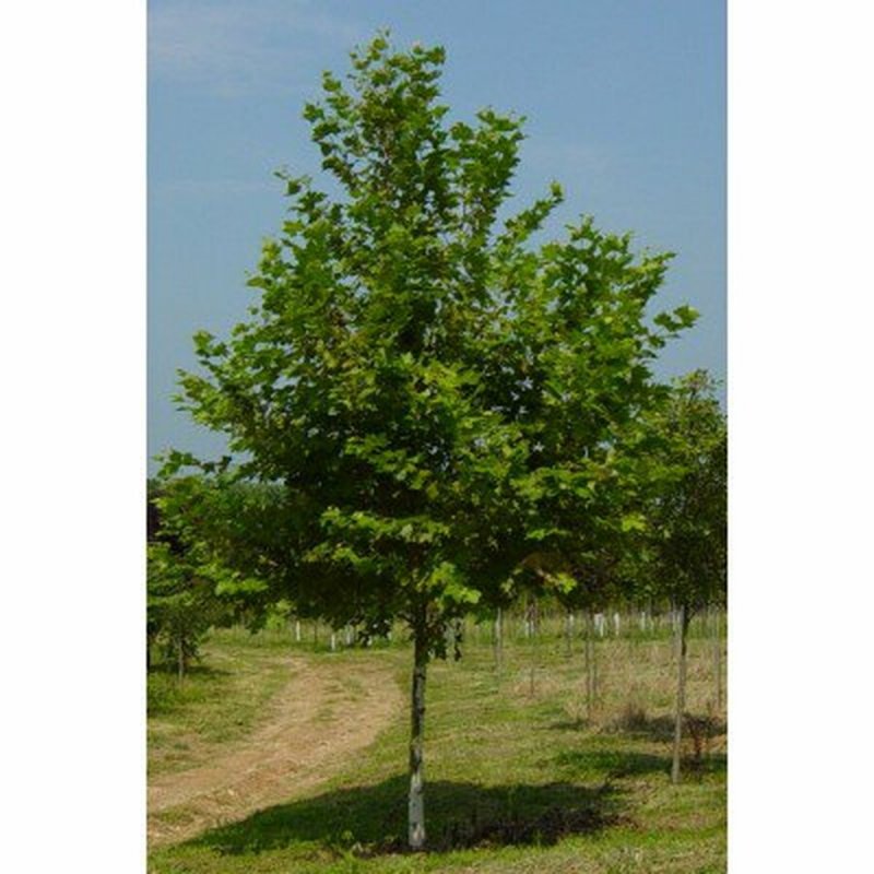 Platanus orientalis в саду