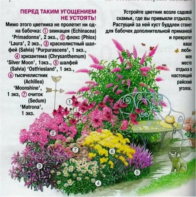 Ирга в миксбордере