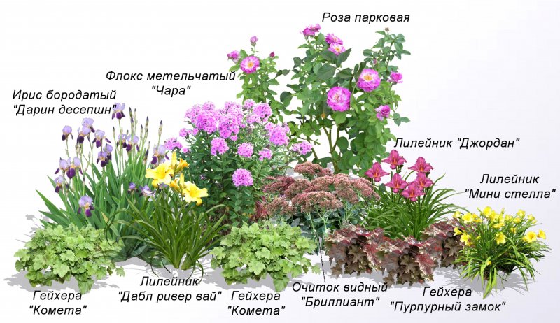 Клумба с флоксами схема и (101 фото)